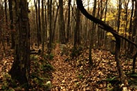 Физлицу не дали гектар леса под Киевом