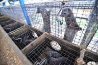 Датчанам хотят запретить строительство под Житомиром