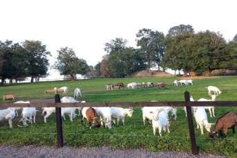 Козья ферма воюет с камнеобрабатывающим цехом за землю