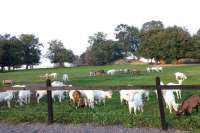 Козья ферма воюет с камнеобрабатывающим цехом за землю