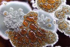 Как спасти стены квартиры от плесени