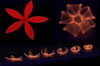 В строительство приходит 4D-печать