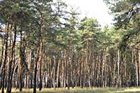 Прокуратура требует вернуть лес под Киевом на 5 млн. грн.