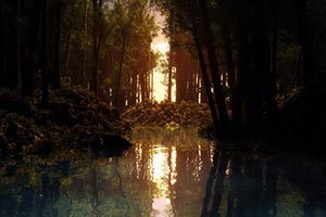 У частников под Киевом забрали лес с прудом