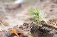 Київ вiдновлює зруйнованi вiйною лiси