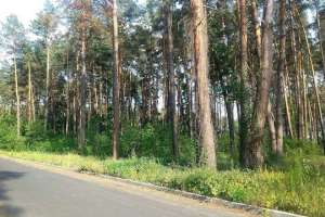 Прокуратура не дала застроить лес под Ирпенем