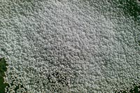 Изобретен новый изоляционный материал - пенодерево