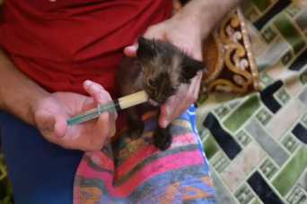 Что происходит с импортозамещением в России