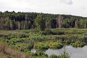 Бывшие чиновники КОГА раздерибанили лесные земли