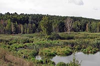 Бывшие чиновники КОГА раздерибанили лесные земли