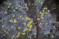 "Киевзеленстрой" не справляется сам с озеленением столицы