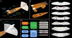 В США создали бионический беспилотник с крыльями из голубиных перьев. Видео