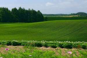 Рынок аренды земли упростили