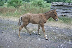 Гуцульским коням построят инфраструктуру