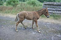 Гуцульским коням построят инфраструктуру