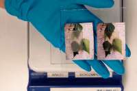 Изобретены аккумуляторы тепла из «прозрачной древесины»