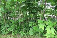 Поставщик лже-каштанов снова озеленит Киев