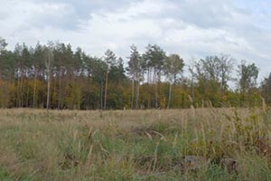 Прокуратура пытается вернуть еще 10 га леса под Киевом