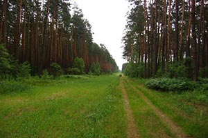 Киевской области вернули 27 га леса