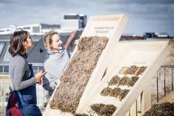 Архитектор возрождает старинный метод строительства кровли из водорослей