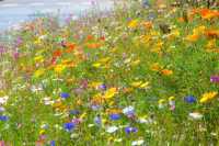 В Києвi продовжать експерименти з травою