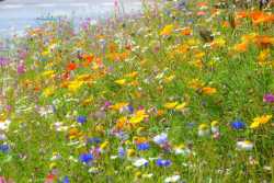 В Києвi продовжать експерименти з травою