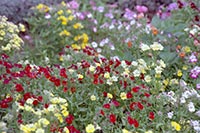 Киевзеленстрой нашел еще два способа украсить столицу