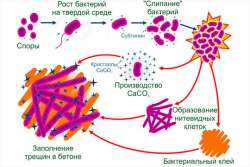 В Англии синтезированы специальные «строительные микробы», восстанавливающие бетон